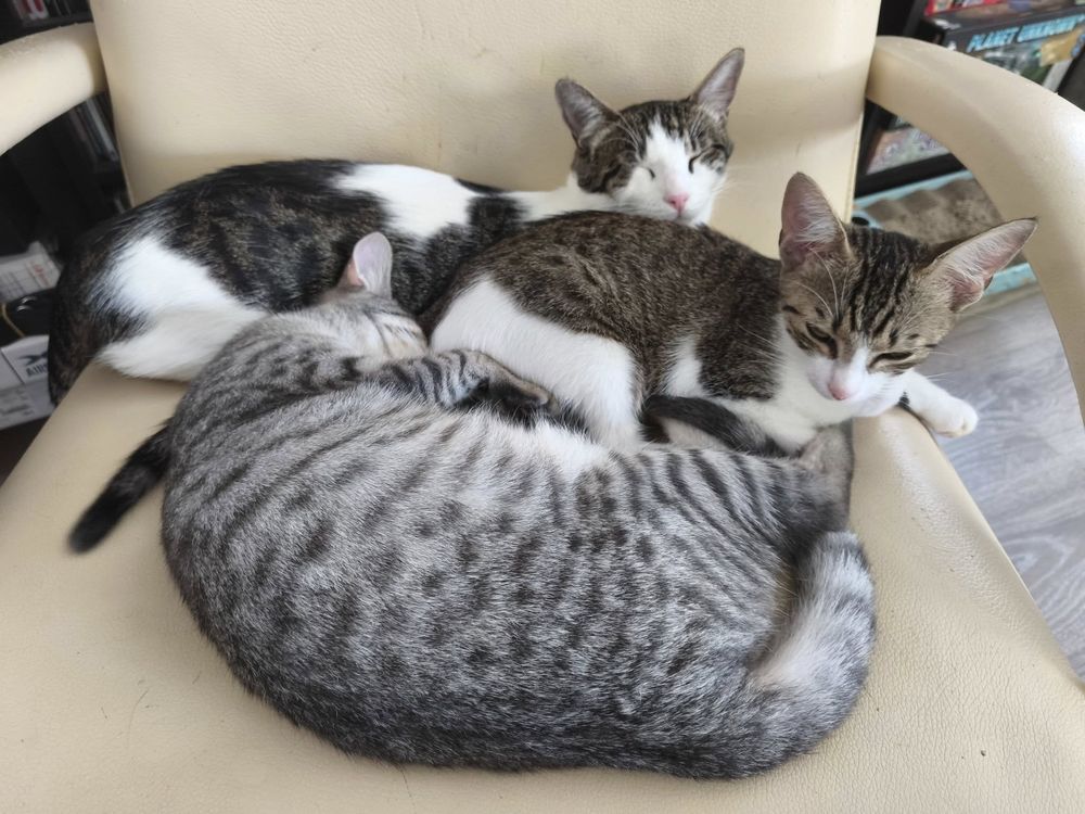3 chats