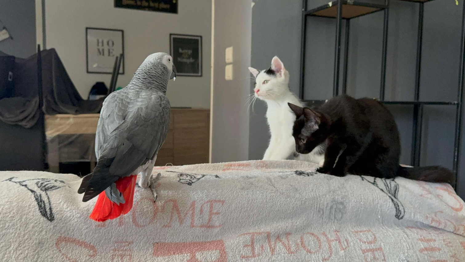 2 chats zt un perroquet