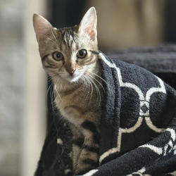 Adoptez Ambre