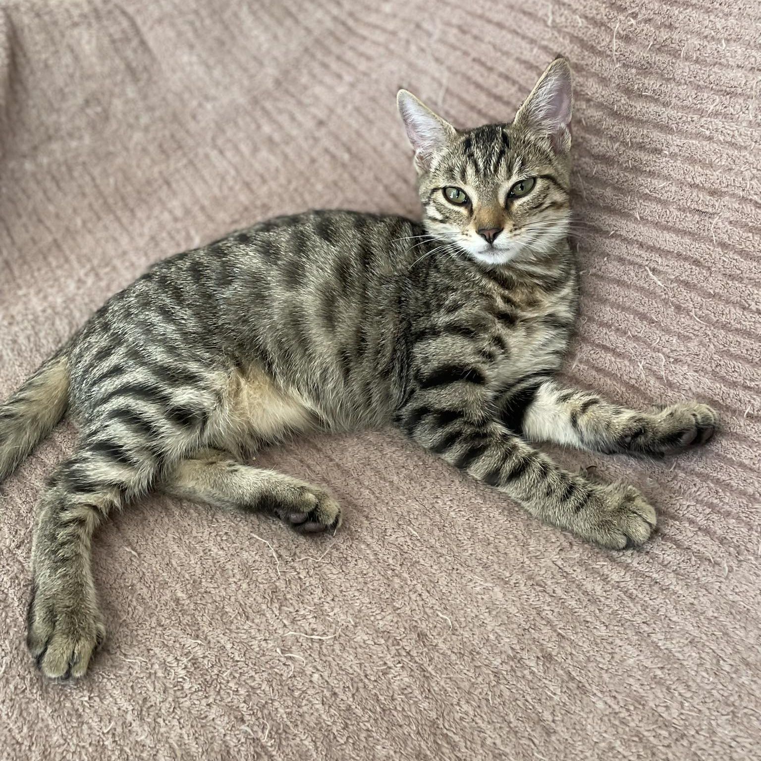 Adoptez Arlequin