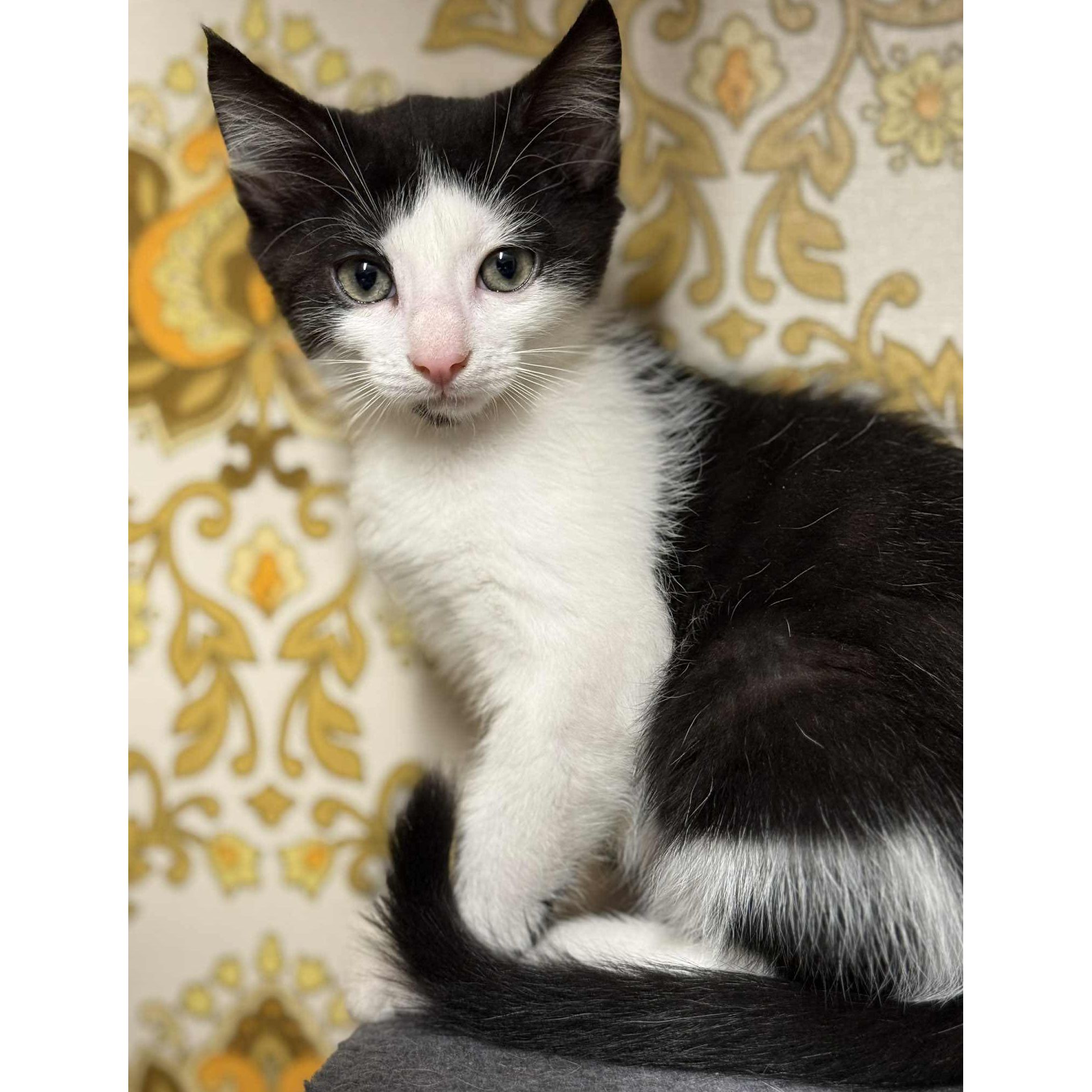 Adoptez Arsouille