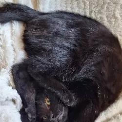 Adoptez Flèche