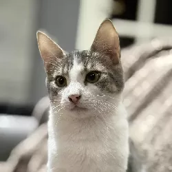 Adoptez Grisou