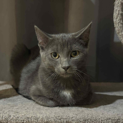 Adoptez Midnight
