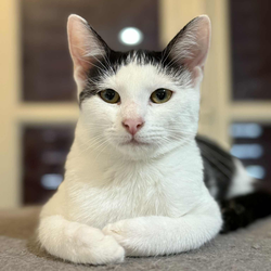 Adoptez Millie