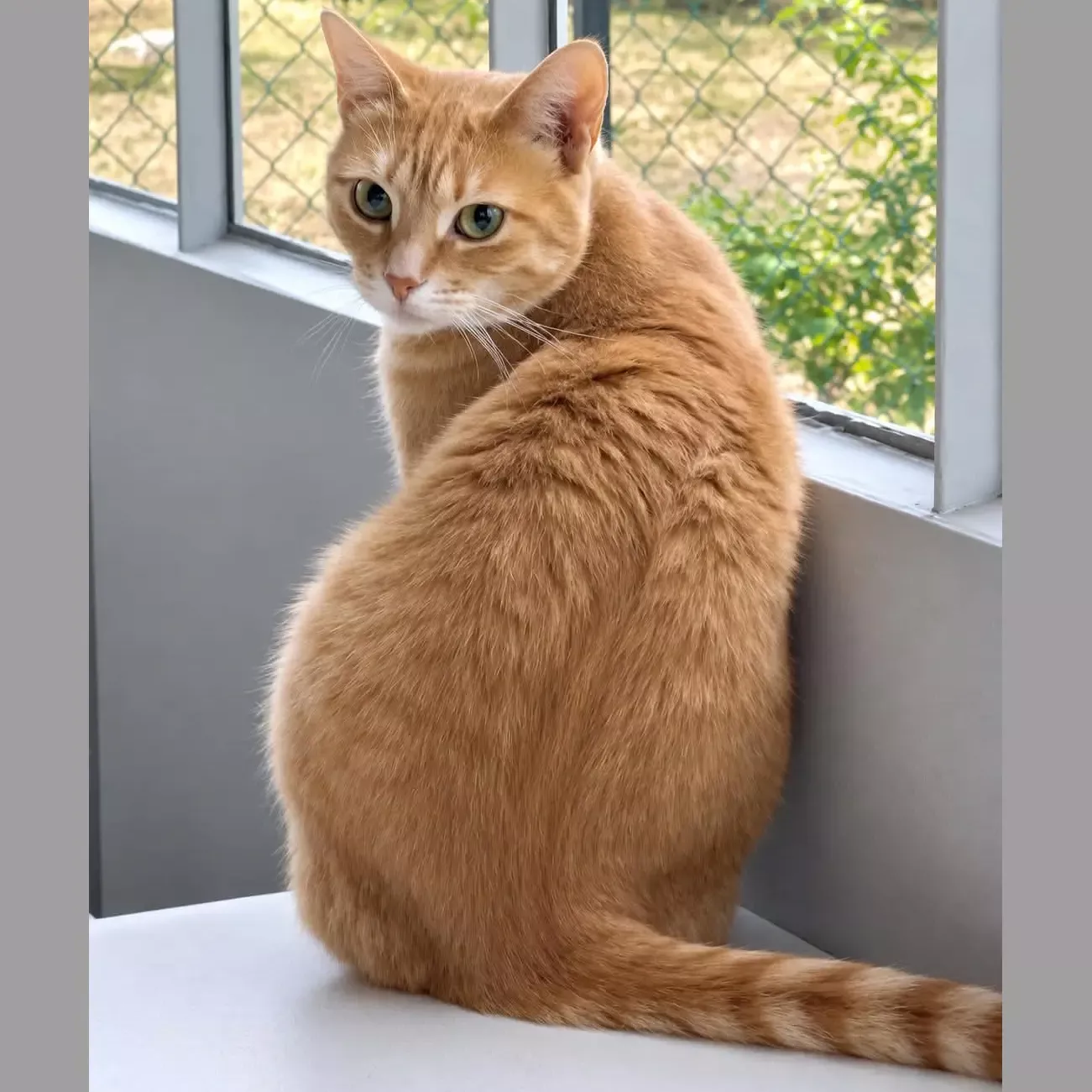 Amber