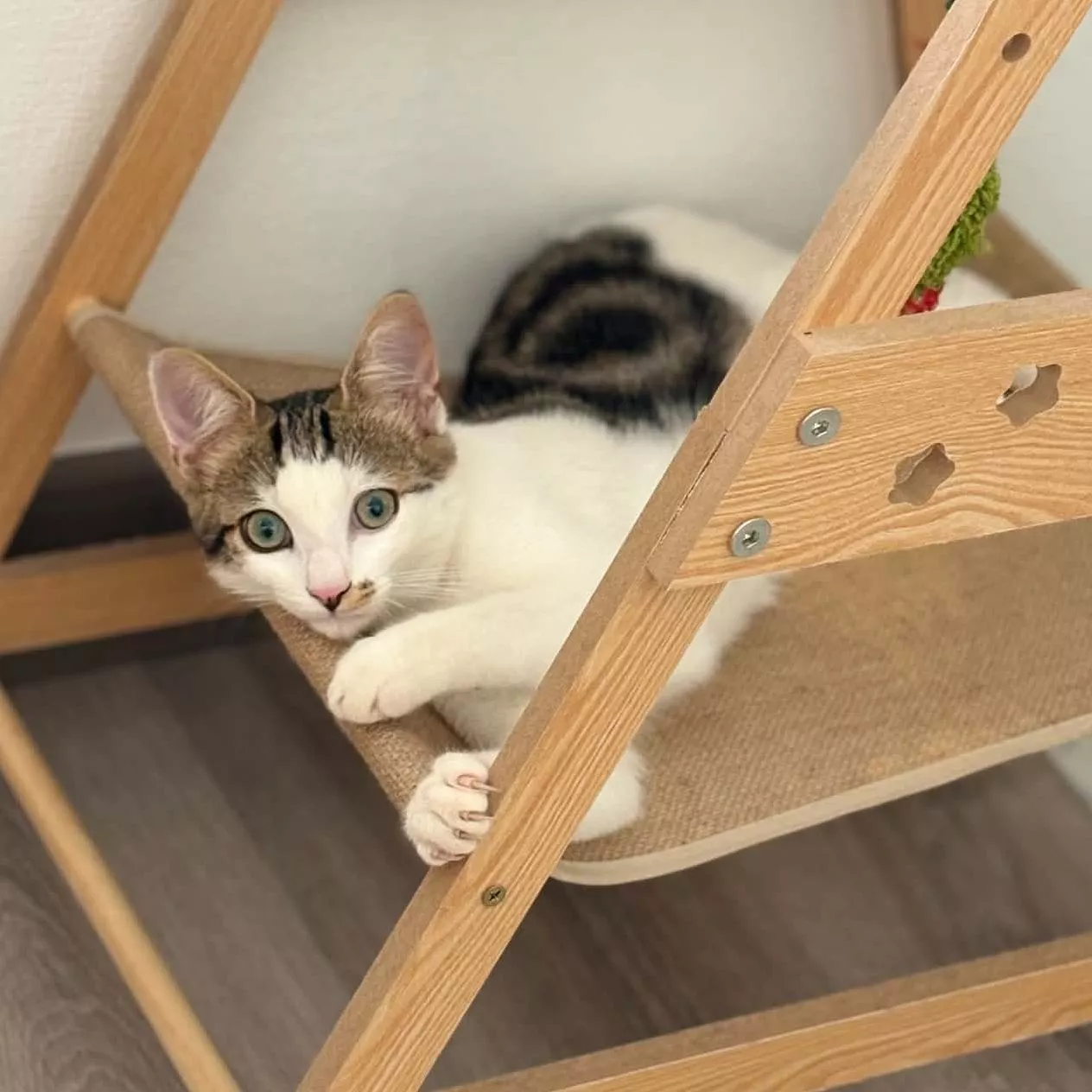 Adoptez Balzac