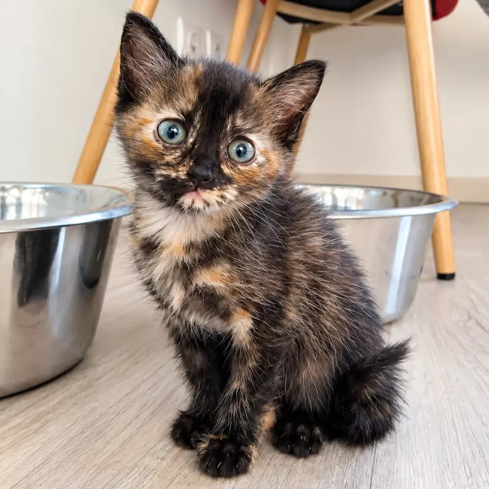 Adoptez Baya