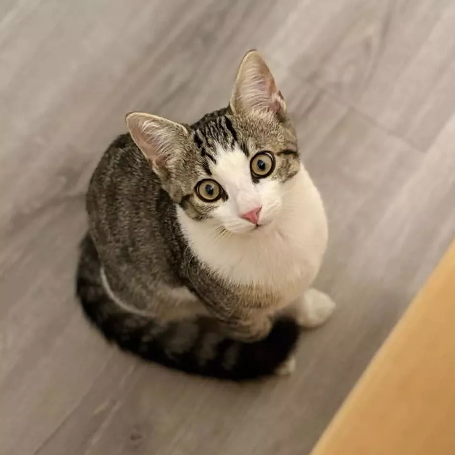 Biscuit