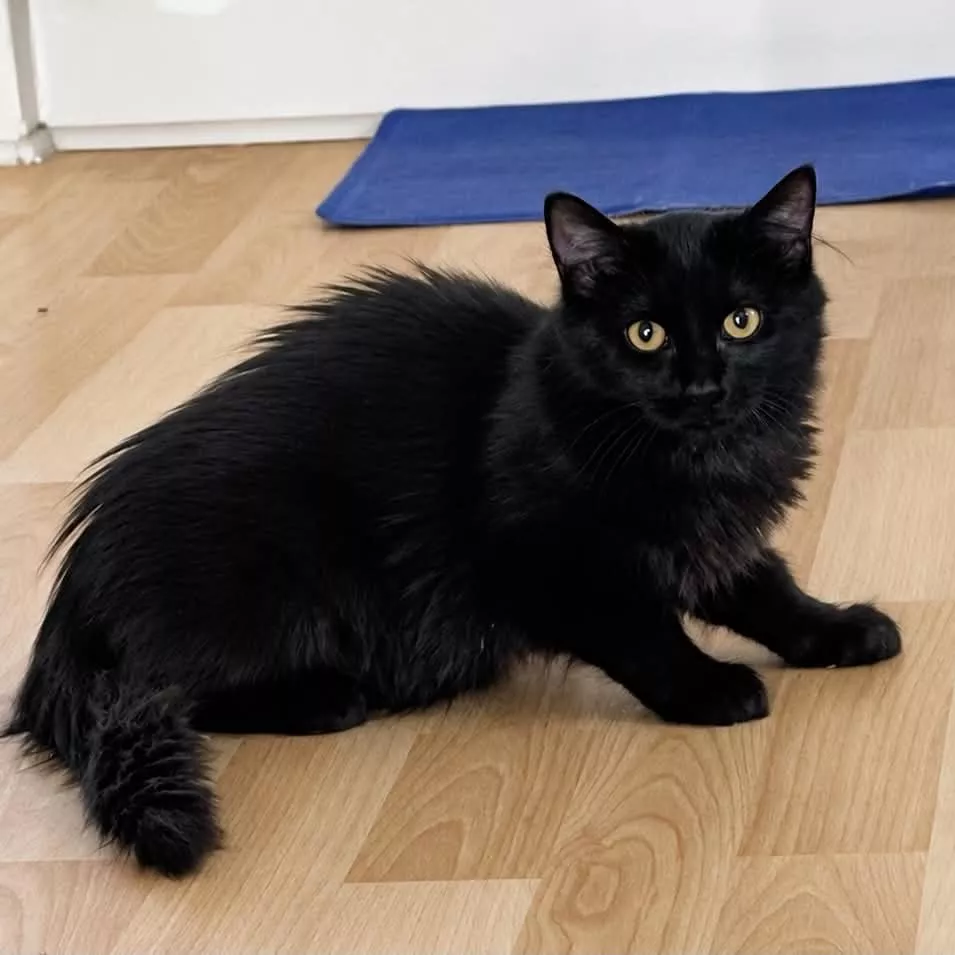 Blacky