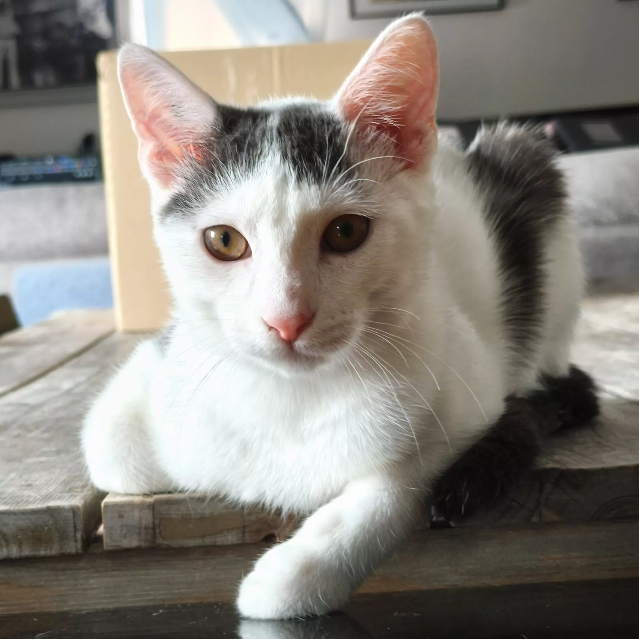 Bouba