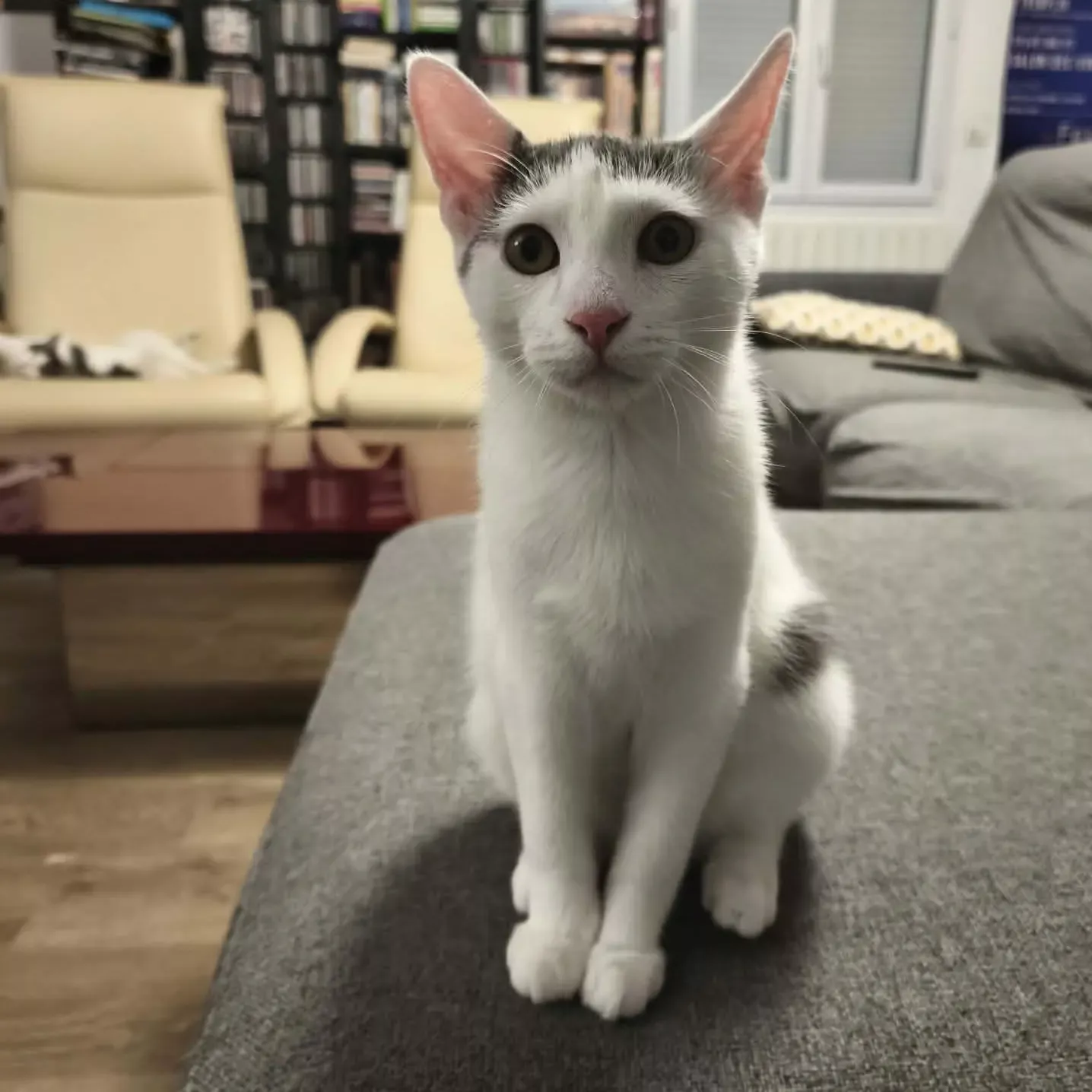 Adoptez Bouba
