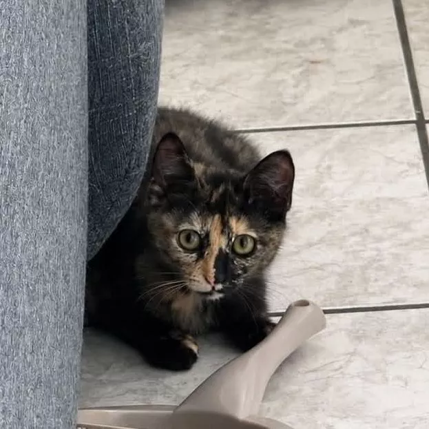 Cookie