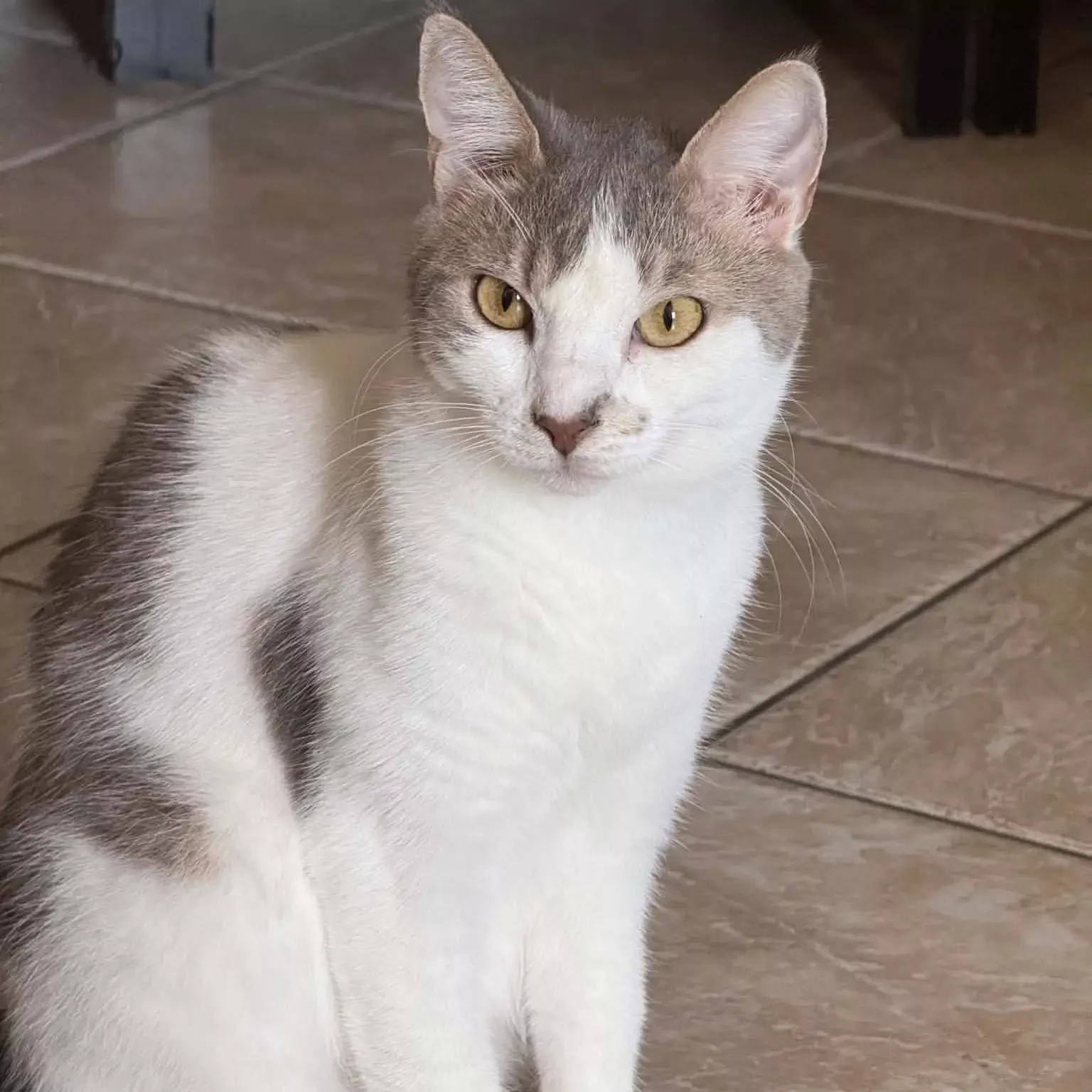 Adoptez Guimauve