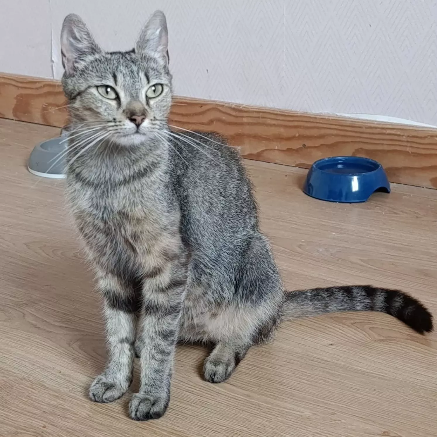 Adoptez Héléna