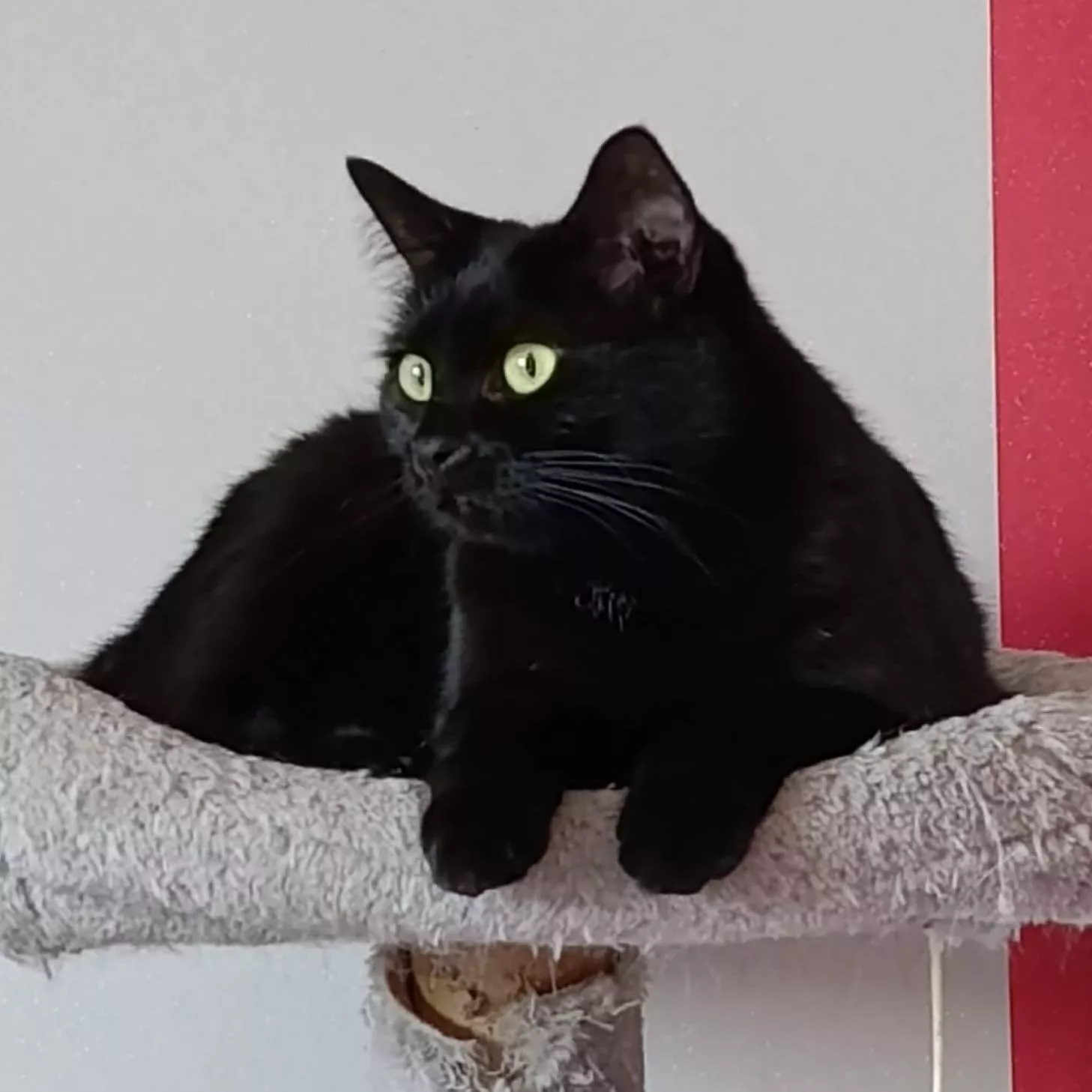 Jasmine