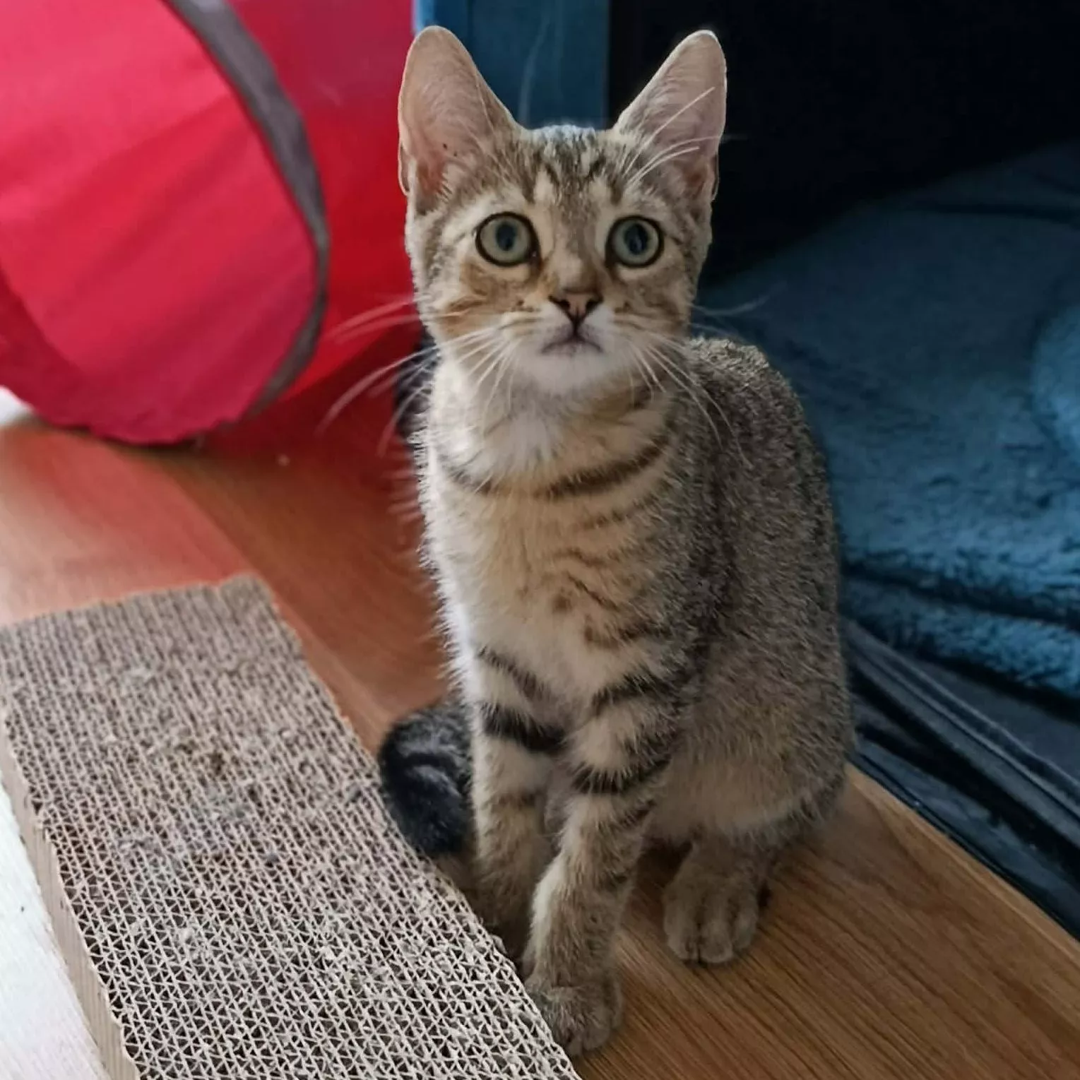 Adoptez Marcus