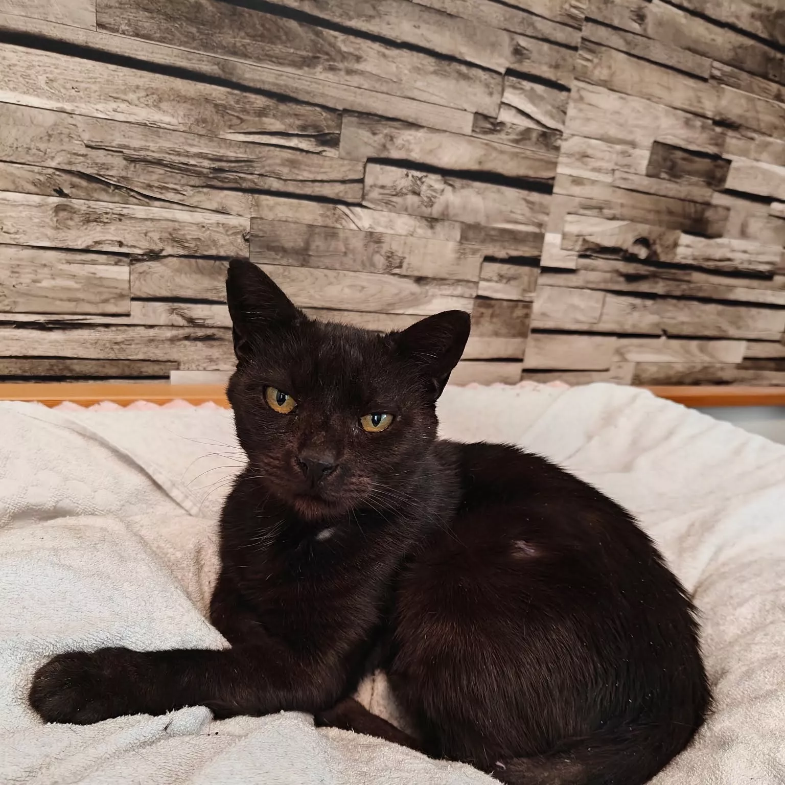Adoptez Mina