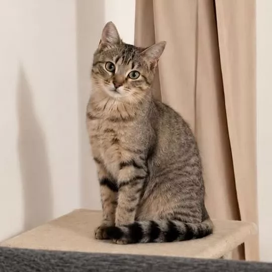 Pixel