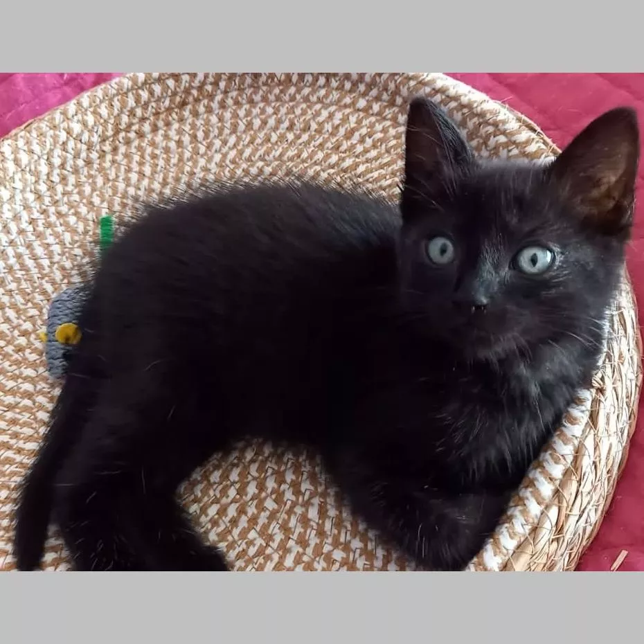 Sirius