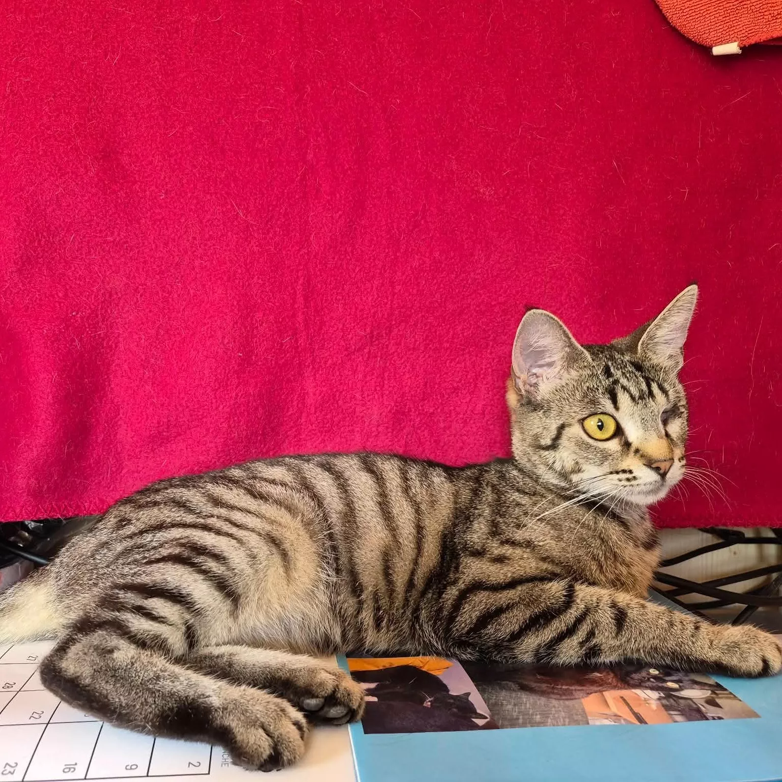 Adoptez Zoé